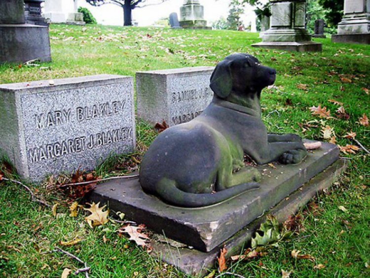 La Concejalía de Protección Animal propone la creación de un Cementerio para animales de compañía en Totana