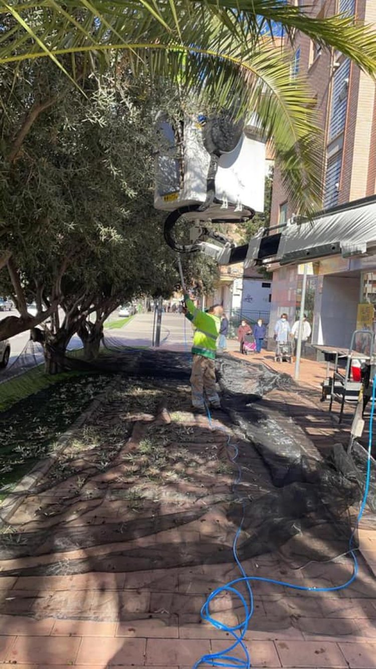 El Ayuntamiento de Lorca recolecta la oliva de los Parques y Jardines  municipales cuyo aceite se repartirá entre distintas entidades sociales