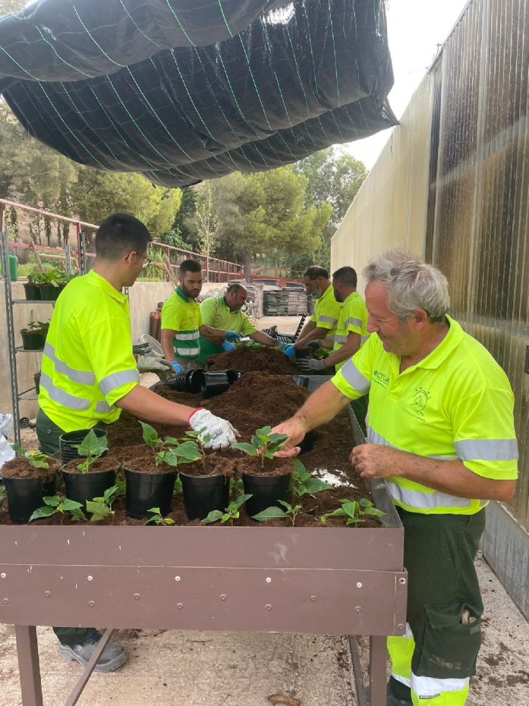 El Ayuntamiento de Lorca inicia la plantación en los viveros municipales de las tradicionales flores de pascua